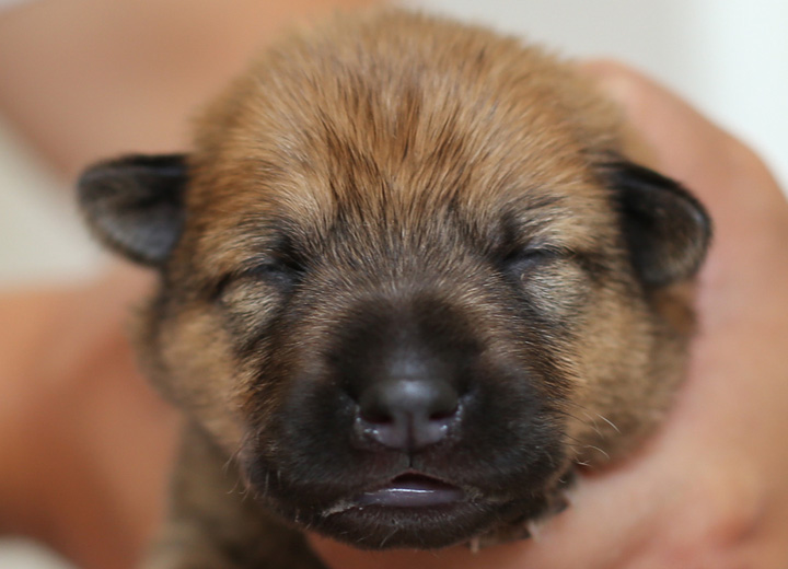 chinook puppy